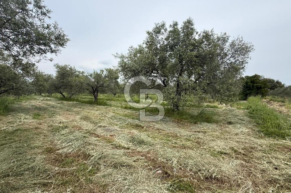 Saruhanlı Sarıçam'da 4200 M² Satılık Zeytinlik