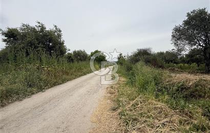 Saruhanlı Sarıçam'da 4200 M² Satılık Zeytinlik