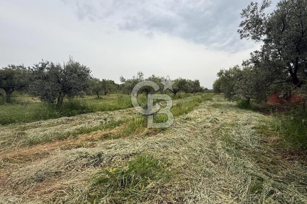 Saruhanlı Sarıçam'da 4200 M² Satılık Zeytinlik