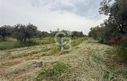 Saruhanlı Sarıçam'da 4200 M² Satılık Zeytinlik