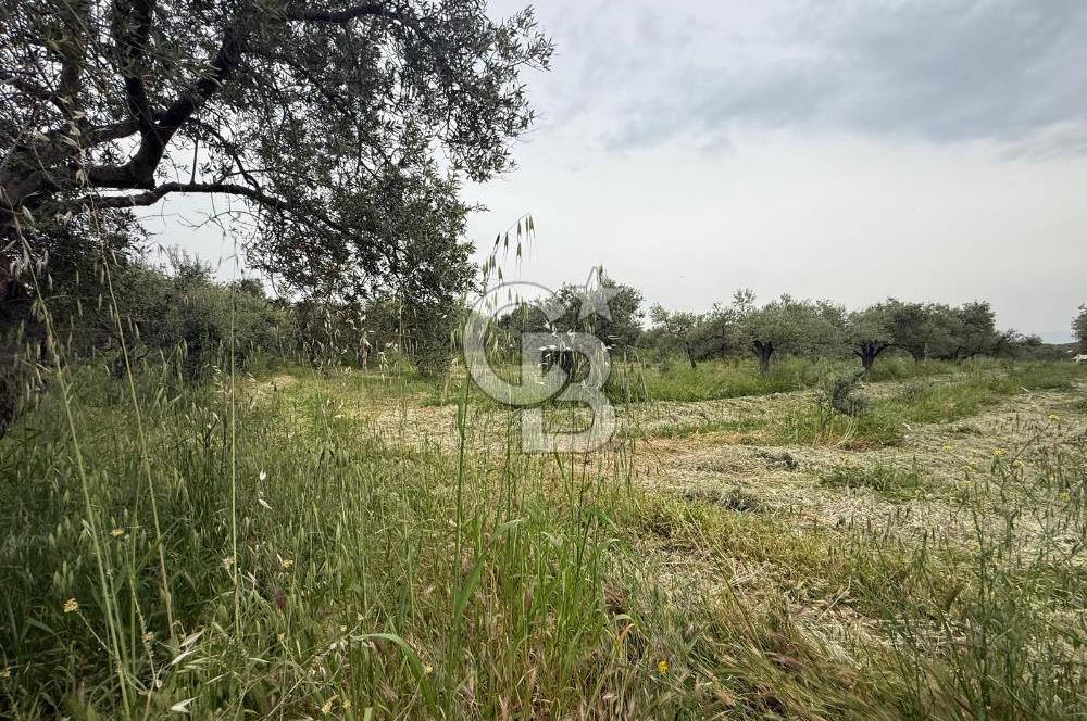 Saruhanlı Sarıçam'da 4200 M² Satılık Zeytinlik
