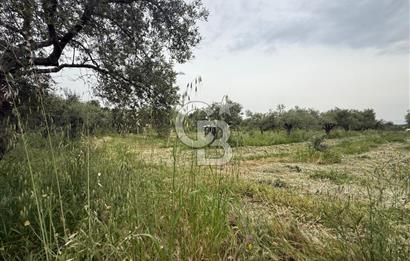 Saruhanlı Sarıçam'da 4200 M² Satılık Zeytinlik