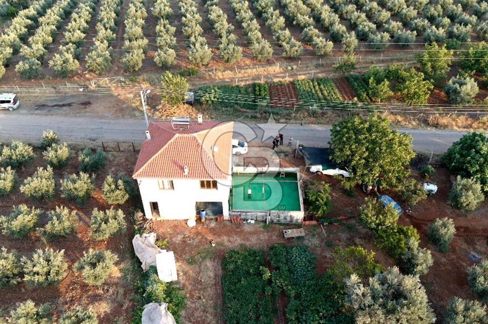 Salihli Akörende 40.457 m² Üretime Hazır Trilye Zeytinliği