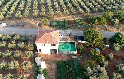 Salihli Akörende 40.457 m² Üretime Hazır Trilye Zeytinliği