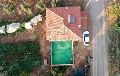 Salihli Akörende 40.457 m² Üretime Hazır Trilye Zeytinliği