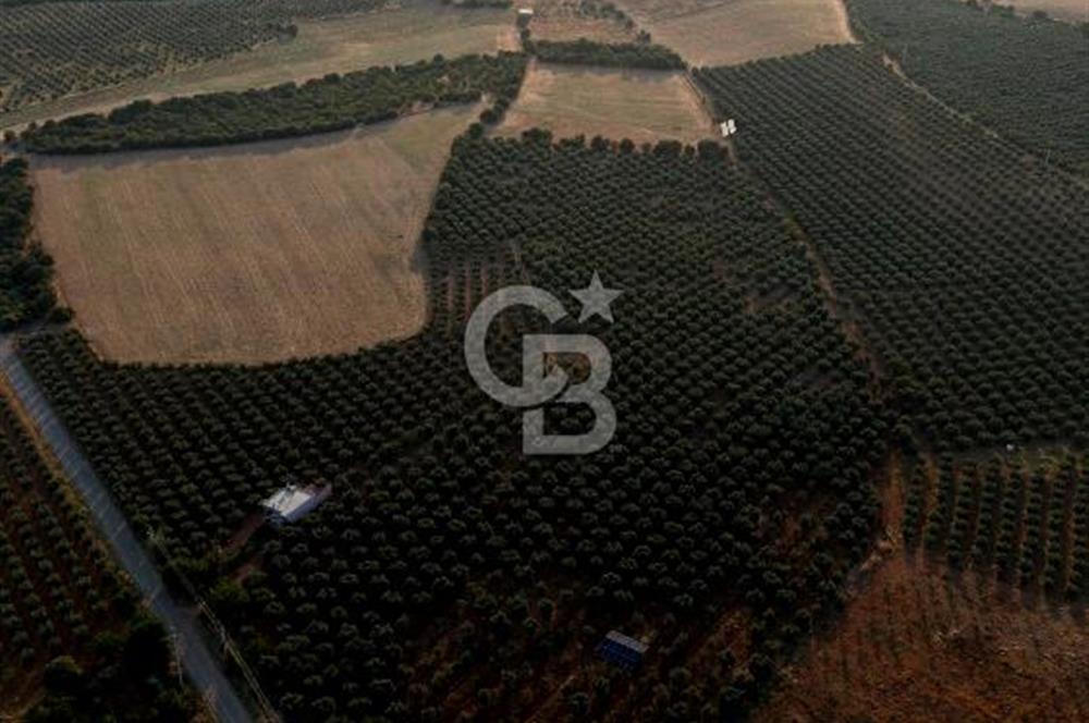 Salihli Akörende 40.457 m² Üretime Hazır Trilye Zeytinliği