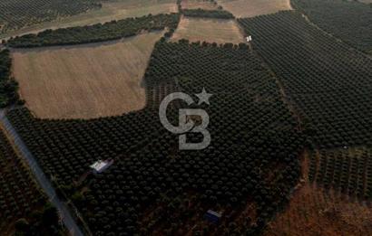 Salihli Akörende 40.457 m² Üretime Hazır Trilye Zeytinliği