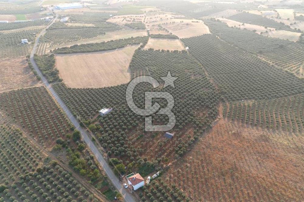 Salihli Akörende 40.457 m² Üretime Hazır Trilye Zeytinliği