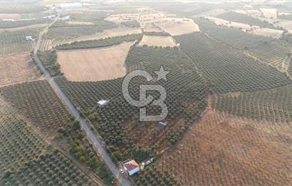 Salihli Akörende 40.457 m² Üretime Hazır Trilye Zeytinliği