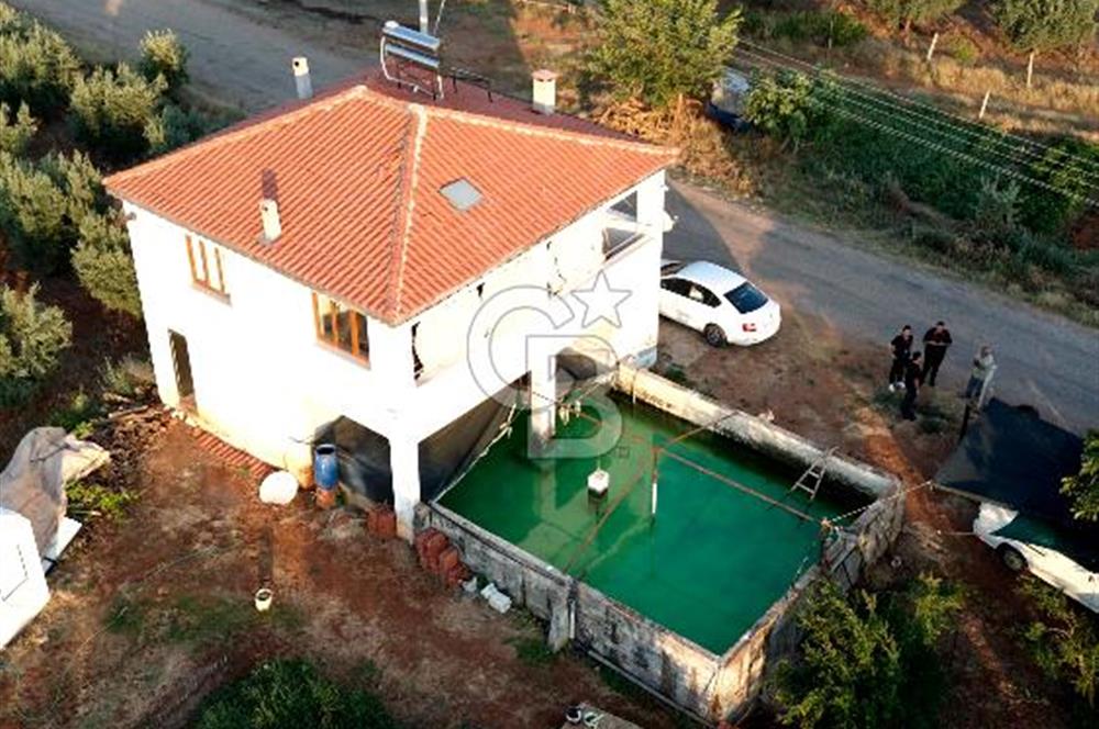Salihli Akörende 40.457 m² Üretime Hazır Trilye Zeytinliği