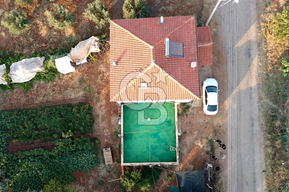 Salihli Akörende 40.457 m² Üretime Hazır Trilye Zeytinliği
