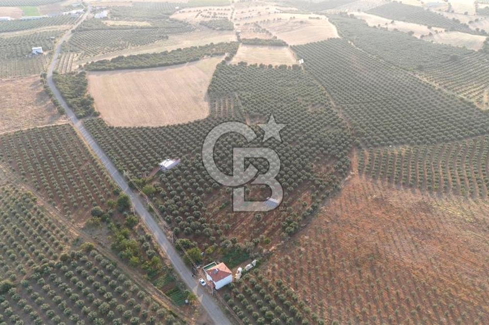 Salihli Akörende 40.457 m² Üretime Hazır Trilye Zeytinliği
