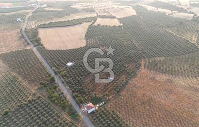 Salihli Akörende 40.457 m² Üretime Hazır Trilye Zeytinliği