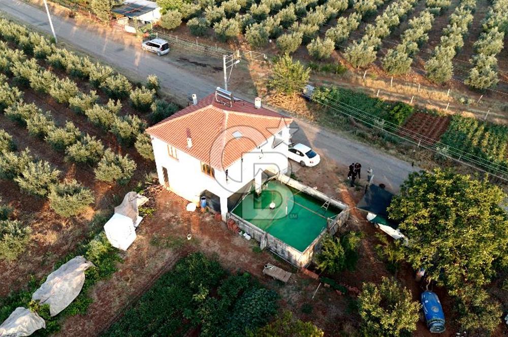 Salihli Akörende 40.457 m² Üretime Hazır Trilye Zeytinliği
