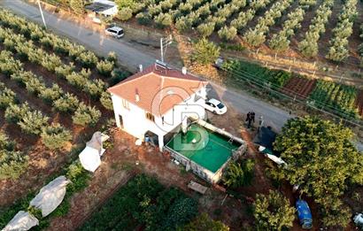 Salihli Akörende 40.457 m² Üretime Hazır Trilye Zeytinliği