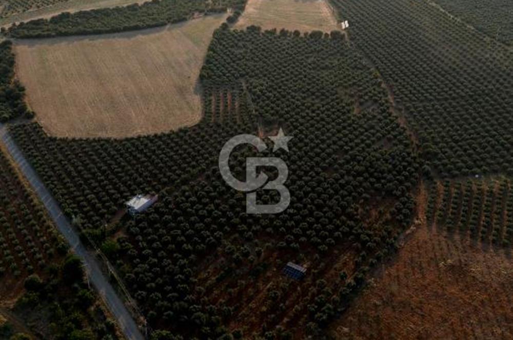 Salihli Akörende 40.457 m² Üretime Hazır Trilye Zeytinliği