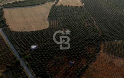 Salihli Akörende 40.457 m² Üretime Hazır Trilye Zeytinliği