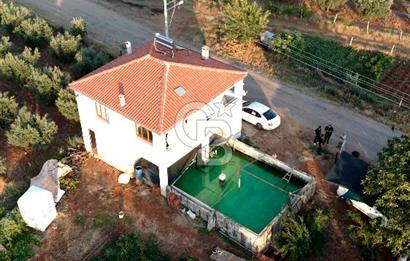 Salihli Akörende 40.457 m² Üretime Hazır Trilye Zeytinliği
