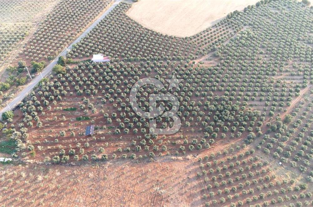 Salihli Akörende 40.457 m² Üretime Hazır Trilye Zeytinliği