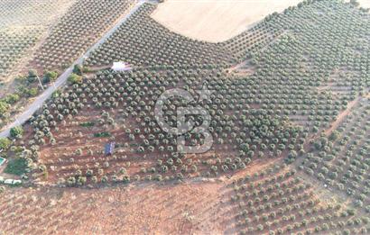 Salihli Akörende 40.457 m² Üretime Hazır Trilye Zeytinliği