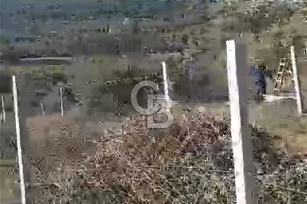 İzmir Torbalı Çapak Satılık Yatırımlık Tarla