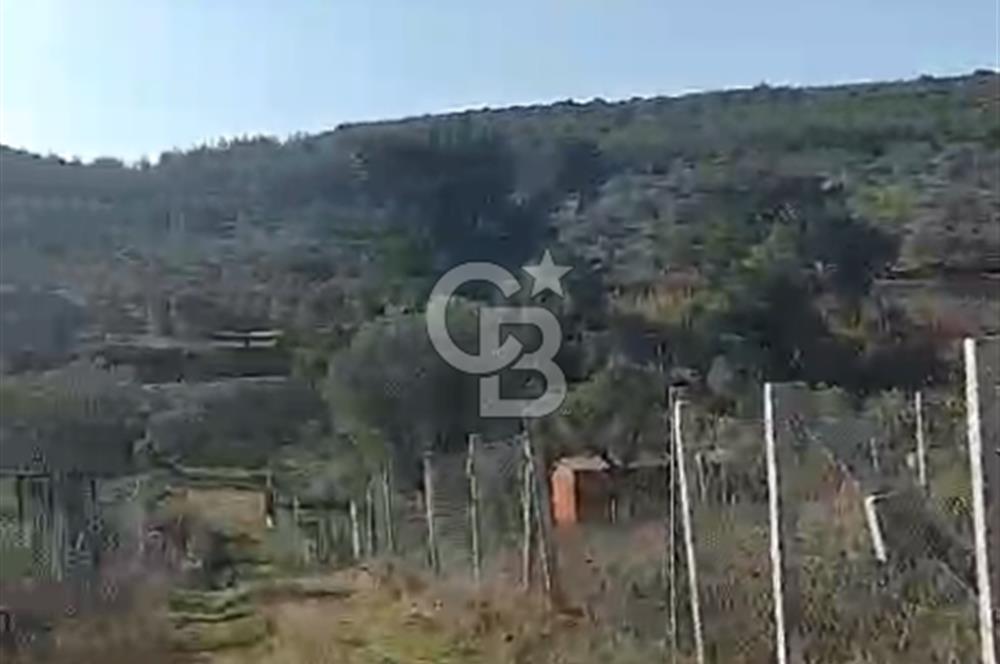 İzmir Torbalı Çapak Satılık Yatırımlık Tarla