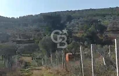 İzmir Torbalı Çapak Satılık Yatırımlık Tarla