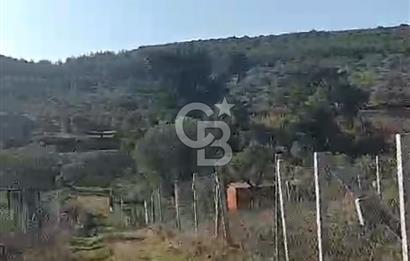 İzmir Torbalı Çapak Satılık Yatırımlık Tarla