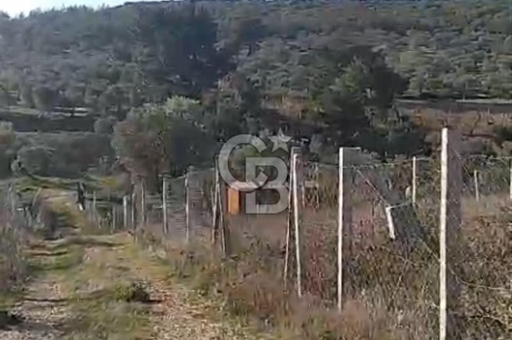 İzmir Torbalı Çapak Satılık Yatırımlık Tarla