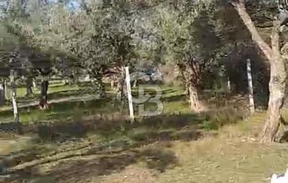 İzmir Torbalı Çapak Satılık Yatırımlık Tarla