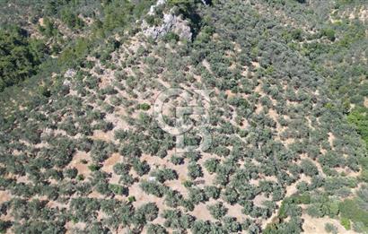 AYVACIK PAŞAKÖY'DE 11.964 M2 SATILIK VERİMLİ FIRSAT ZEYTİNLİK !!