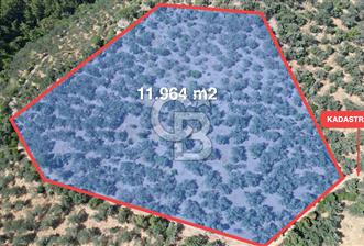 AYVACIK PAŞAKÖY'DE 11.964 M2 SATILIK VERİMLİ FIRSAT ZEYTİNLİK !! - 1 - 365954