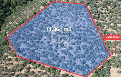 AYVACIK PAŞAKÖY'DE 11.964 M2 SATILIK VERİMLİ FIRSAT ZEYTİNLİK !!