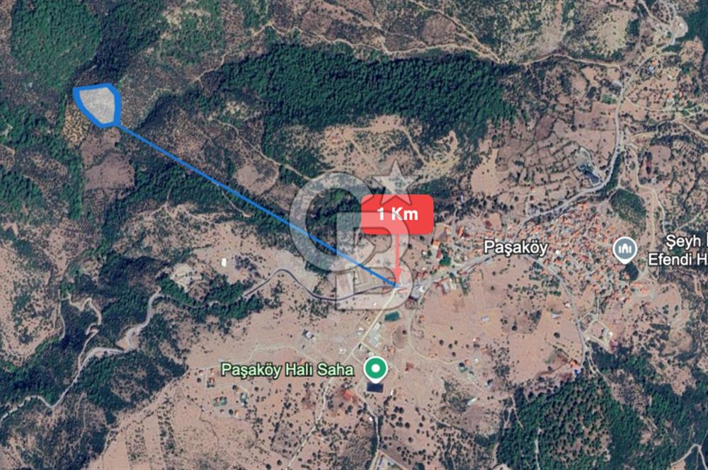 AYVACIK PAŞAKÖY'DE 11.964 M2 SATILIK VERİMLİ FIRSAT ZEYTİNLİK !!