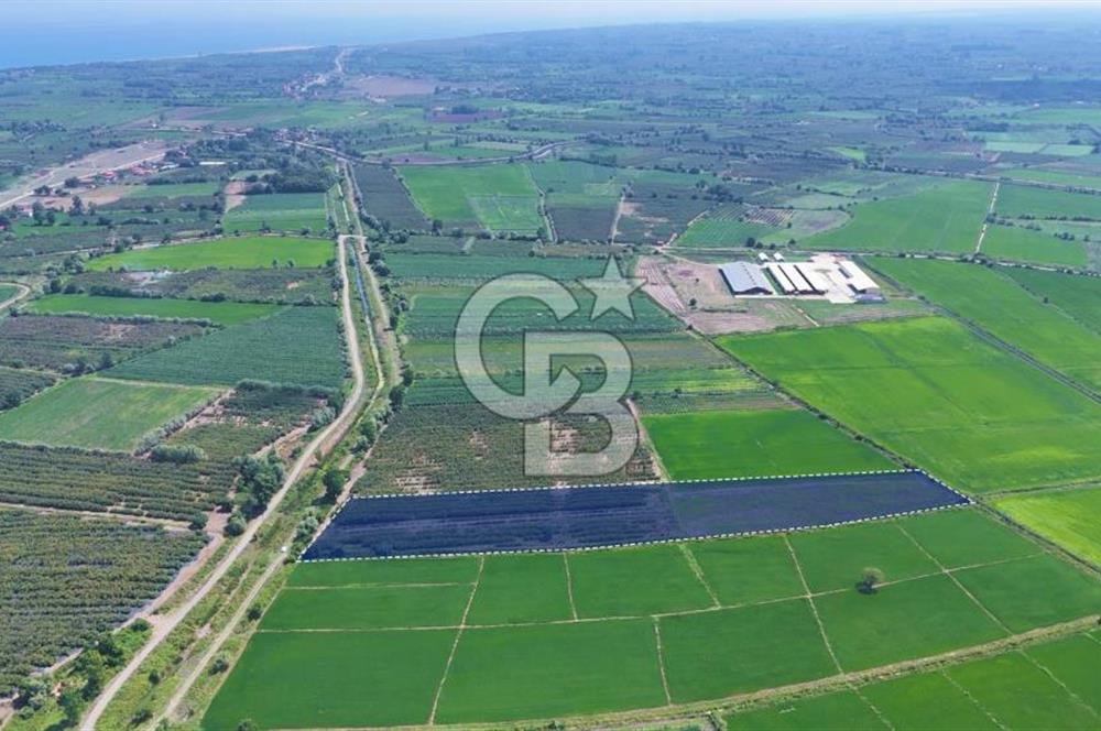 Çarşamba'da Tek Tapu Satılık Tarla