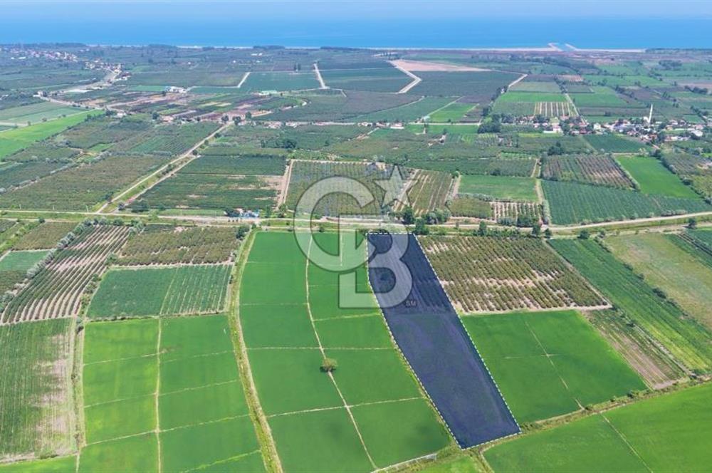Çarşamba'da Tek Tapu Satılık Tarla