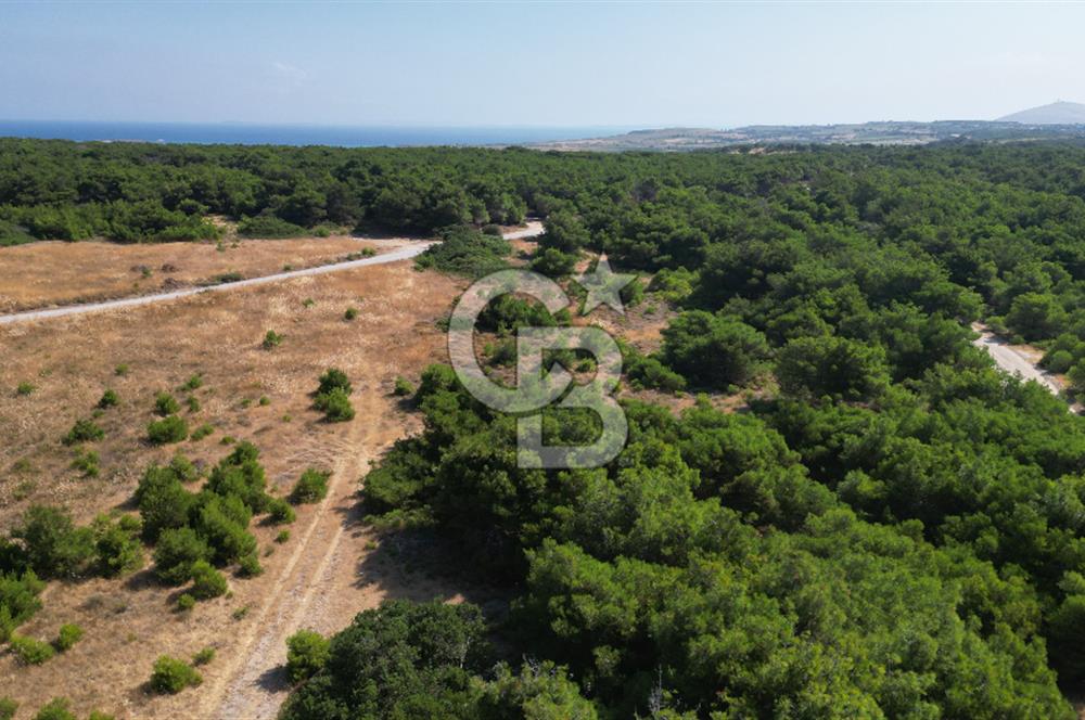 BOZCAADA POLENTE RÜZGAR GÜLLERİNDE YOLA CEPHELİ SATILIK TARLA