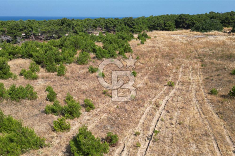 BOZCAADA POLENTE RÜZGAR GÜLLERİNDE YOLA CEPHELİ SATILIK TARLA