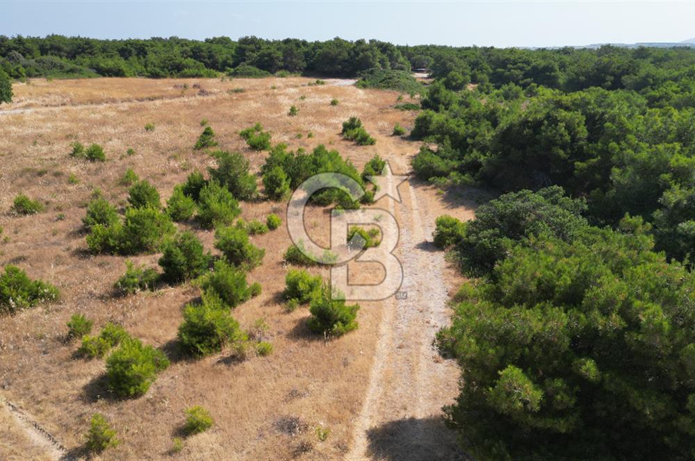 BOZCAADA POLENTE RÜZGAR GÜLLERİNDE YOLA CEPHELİ SATILIK TARLA