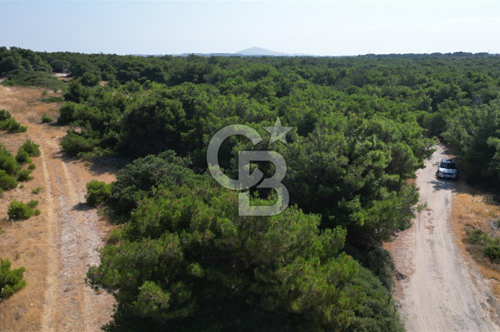 BOZCAADA POLENTE RÜZGAR GÜLLERİNDE YOLA CEPHELİ SATILIK TARLA
