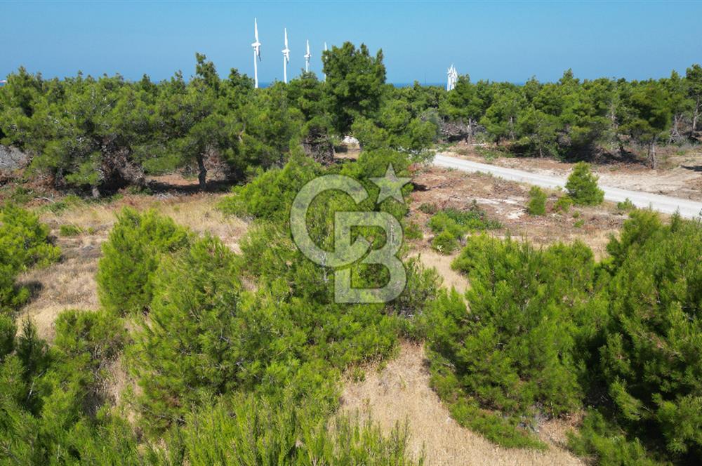 BOZCAADA POLENTE RÜZGAR GÜLLERİNDE YOLA CEPHELİ SATILIK TARLA