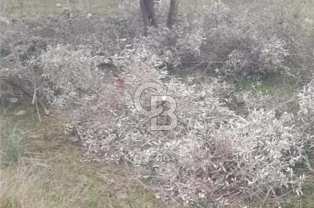 Didim balova köşe başı fırsat arsa