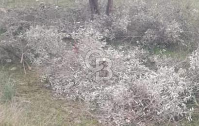 Didim balova köşe başı fırsat arsa
