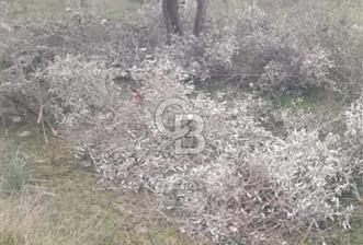 Didim balova köşe başı fırsat arsa - 3 - 366026