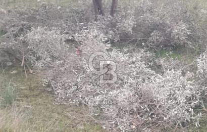 Didim balova köşe başı fırsat arsa