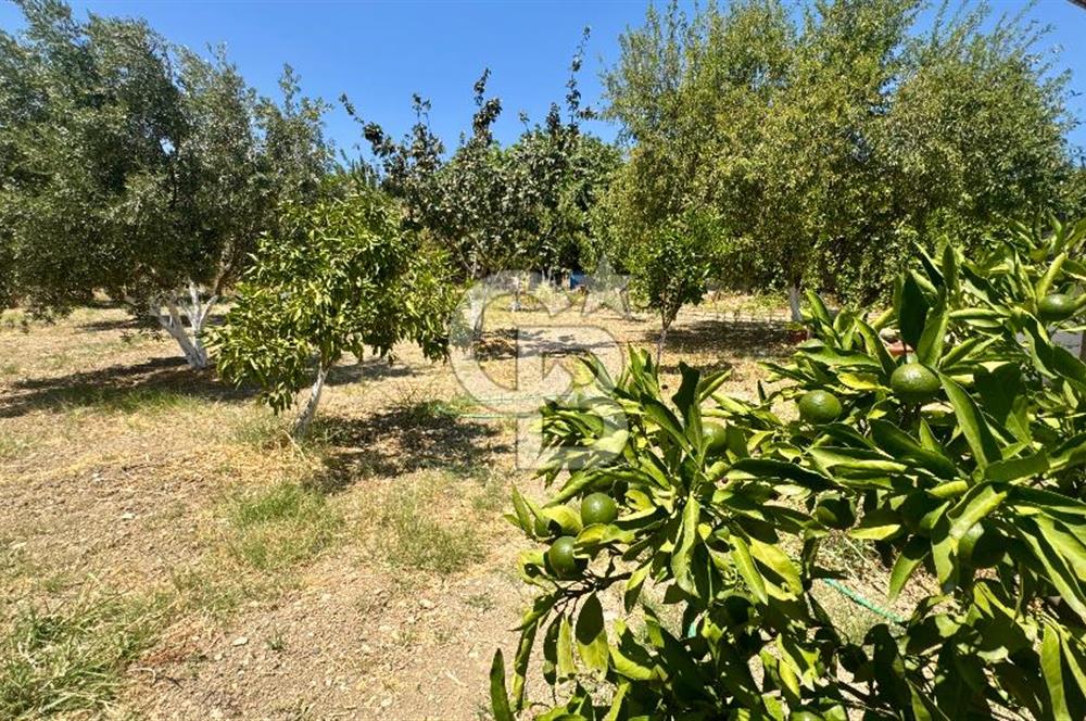 Seferihisar Turgut Köyü’nde 1.000 m² Köy İçi İmarlı Tarla