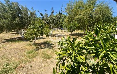 Seferihisar Turgut Köyü’nde 1.000 m² Köy İçi İmarlı Tarla