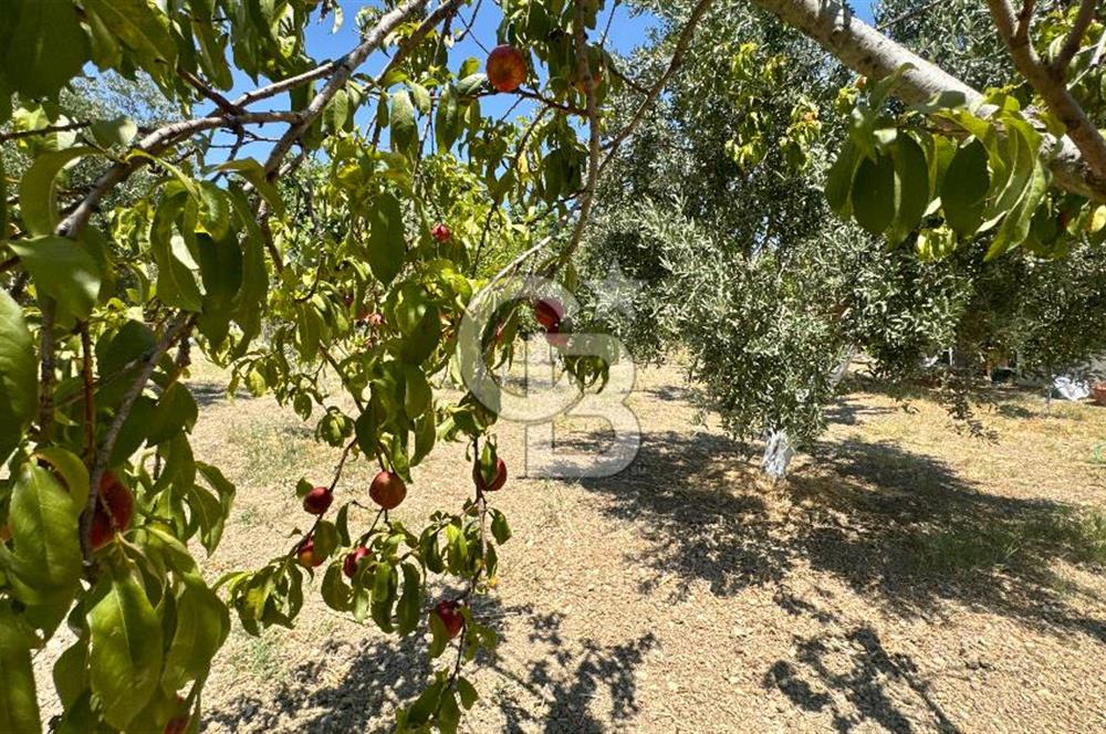 Seferihisar Turgut Köyü’nde 1.000 m² Köy İçi İmarlı Tarla