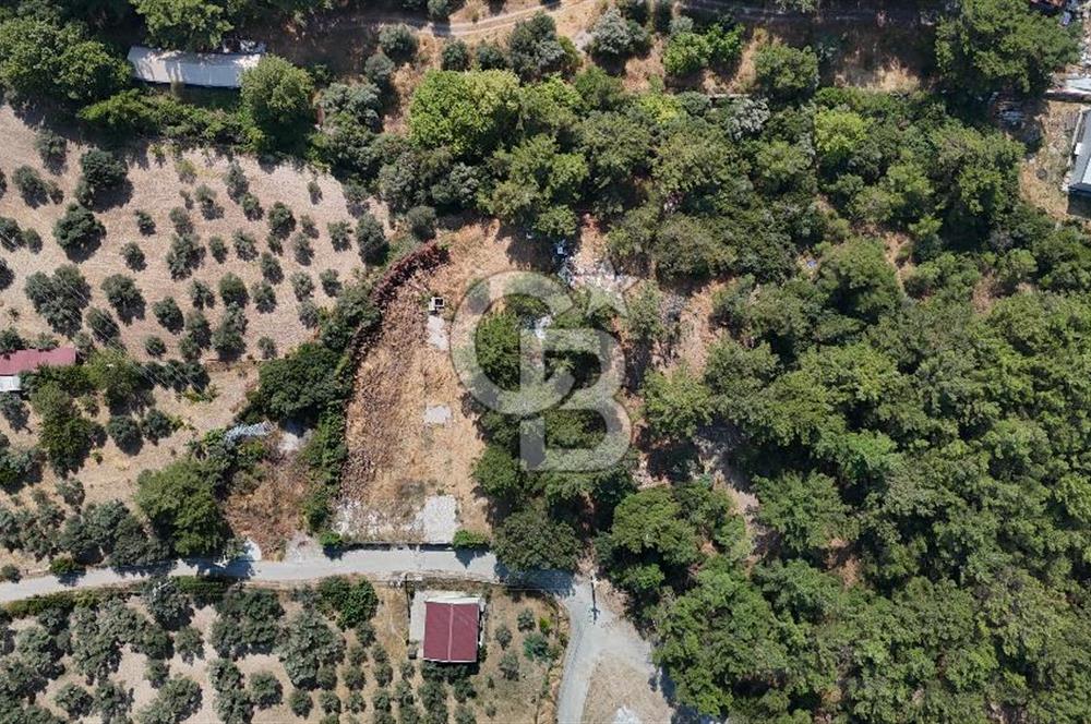 İZMİR BORNOVA ÇİÇEKLİ SINIRINDA | 4.368 m² TEK TAPU ZEYTİNLİK | 160 m² NUMARATAJLI YAPI | ÇİFT KADASTRO YOL CEPHELİ PRESTİJLİ YATIRIM