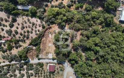 İZMİR BORNOVA ÇİÇEKLİ SINIRINDA | 4.368 m² TEK TAPU ZEYTİNLİK | 160 m² NUMARATAJLI YAPI | ÇİFT KADASTRO YOL CEPHELİ PRESTİJLİ YATIRIM